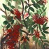 20100907091512-cherry_red