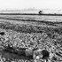 20100907101629-phoca_thumb_l_man_20asleep_20at_20chowpaty_20beach_2072