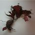 20100907111148-img_3761_72_dpi