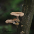 20100910025402-woodland_fungi_copywrote