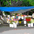 20100907175639-_flowers_under_blue