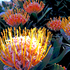 20100907181831-a_flower__copy