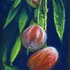 20100907185516-mango