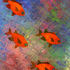 20100907205818-black_bar_soldier_fish