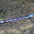 20100910031741-blue_dragon_fly_cropped_copywrote