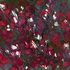 20100907223722-roses