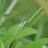 20100910033124-blue_bug_copywrote