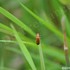 20100910033328-orange_bug_copywrote