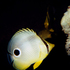20100908191933-butter_fly_fish
