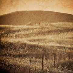 20100909044532-ca_03