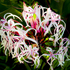 20100909125702-maui_floral_fantasy