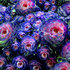 20100909125839-succulents_huntington_gardens