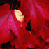 20100909125940-red_red_leaves