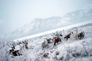 White Reindeer,Bolot Bochkarev