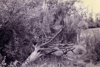 In Deep Taiga,Thomas Ross Miller