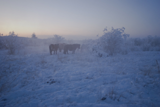 Horses in the Mist,Nastya Borisova