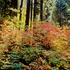 20100909171855-forest_light_dogwoods
