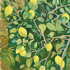 20100909180203-lemons_of_valpariaso_oil_on_canvas_20x24__2_