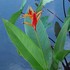 20100909231422-copy_72_dpi_of_kauai_flowers_1