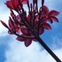 20100909231537-flowersofkauaithree