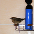 20100910022715-bird___bottle_copywrote
