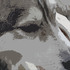 20100912184217-shepard-head-300dpi