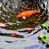 20100912184313-koi-water-whirl-mex-copy-lisa300dpi