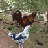 20100912185819-cutout_152