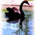 20100912185852-black_swan-painting-pb-300