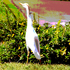 20100912190010-bird