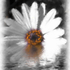 20100912212357-daisy_in_the_water_pbv2-300