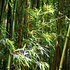 20100913062217-the_bamboo_dancers