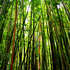 20100913062507-intothebambooforest