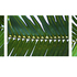20100913062924-palmology_i__triptich_