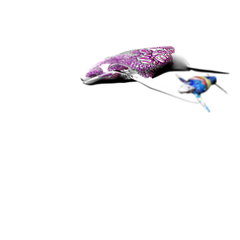 20100913094324-david_teng_olsen_whale-detail_2