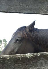 20100914190038-horse