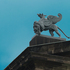 20100916073556-griffon_3670_web