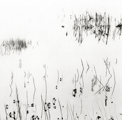 Reeds, San Luis Reservoir,Ryuijie