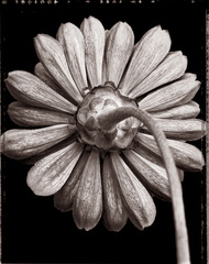 Zinnia 4,Charles Grogg