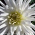 20100919114917-gertrud-matysik-photo-artmatysik-motive-flora-10-106-imag0085