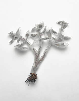 Hutchins_jade_plant_reduced