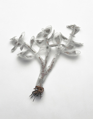 Jade Plant,Linda Hutchins