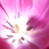 20100919162137-tulip_bi_2010