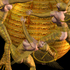 20100919210659-eretika-detail-6