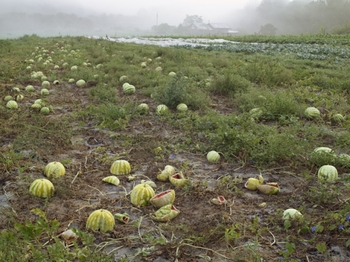 20100921093435-41_lucasfogliawatermelons