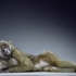 20100922085645-jill-greenberg-monkeys-mala-centerfold