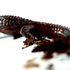 20100924125021-alligatorweb