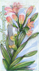 Clivia Miniata Raspea,Laura Coyle
