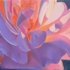 Pink__backlit