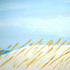 20100925124352-beach_grass